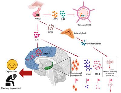 Research status and prospects of pituitary adenomas in conjunction with neurological and psychiatric disorders and the tumor microenvironment